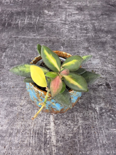 Hoya Burtoniae mini